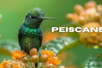 peiscans