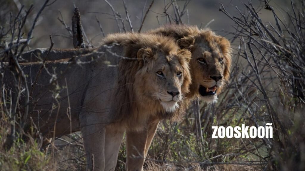 zooskooñ